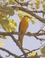 /album/photogallery/african-golden-oriole-marrakissa-jpg/